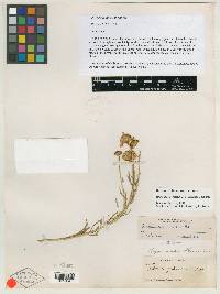 Picradenia lemmonii image