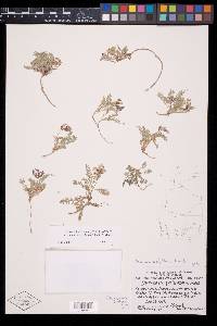 Astragalus lackschewitzii image