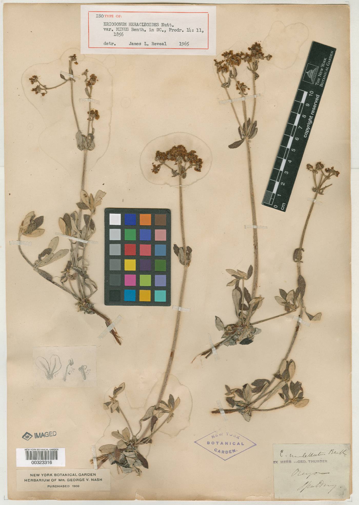 Eriogonum heracleoides var. minus image