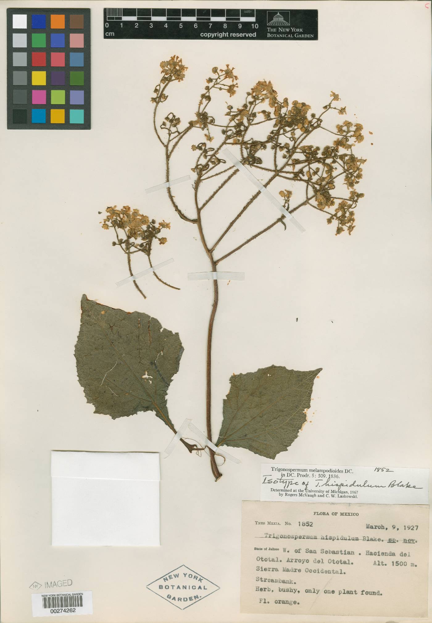 Trigonospermum melampodioides image