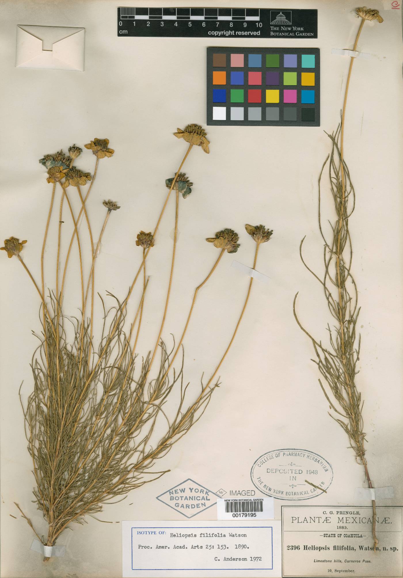 Heliopsis filifolia image