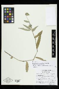 Image of Commelina queretarensis