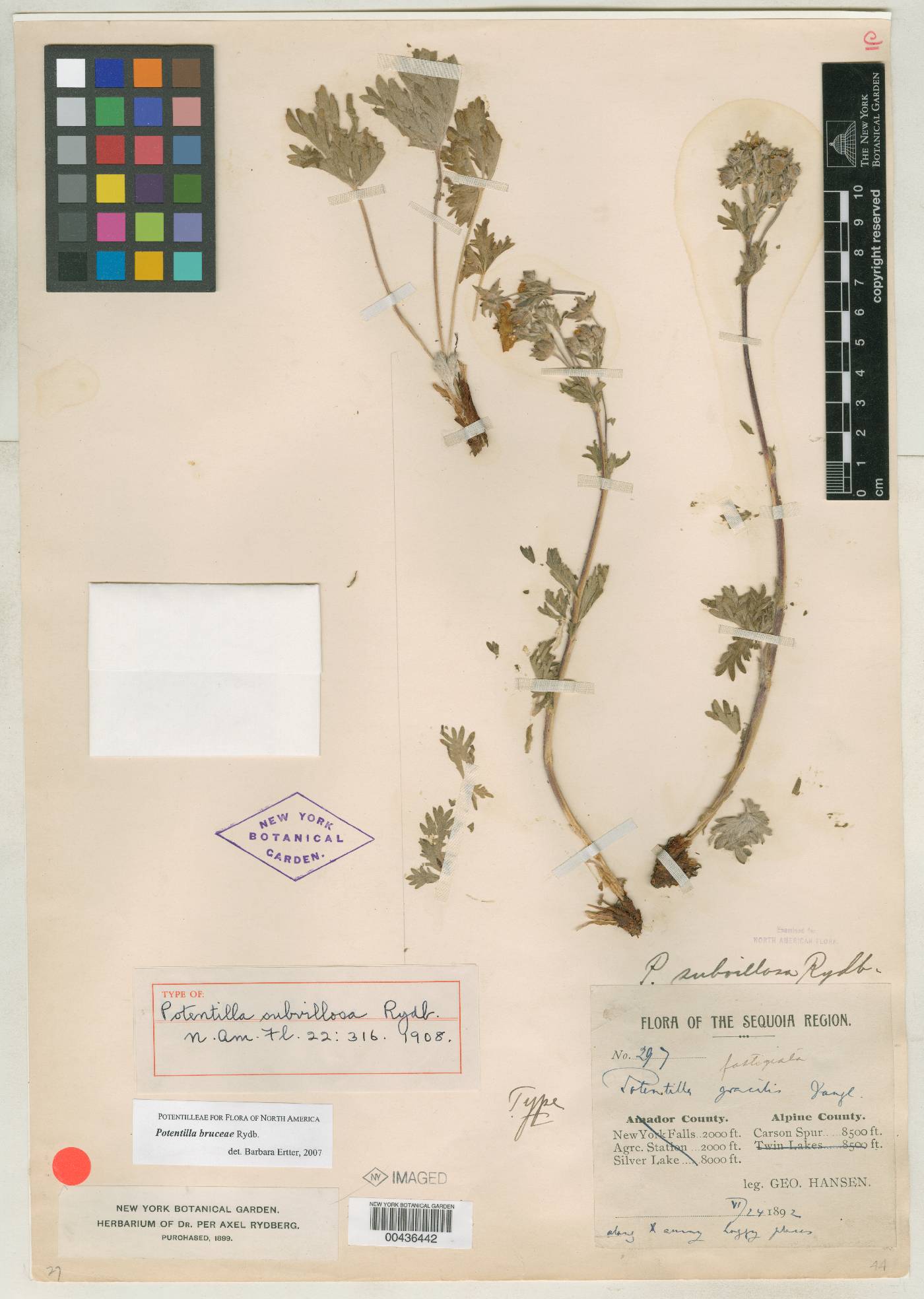 Potentilla subvillosa image