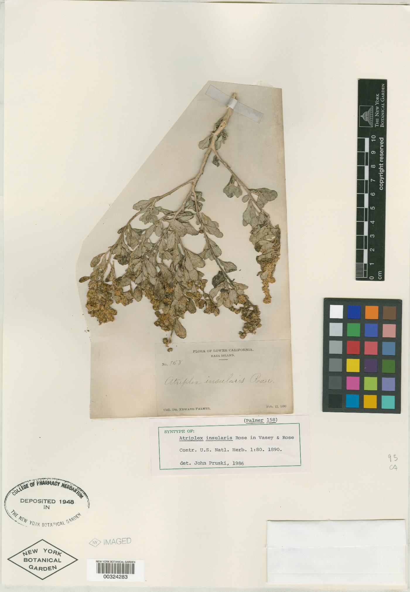Atriplex insularis image