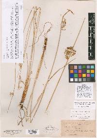 Juncus effusus var. exiguus image