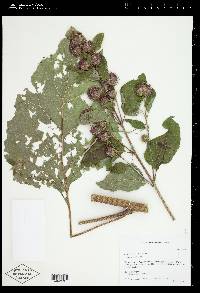 Arctium minus image