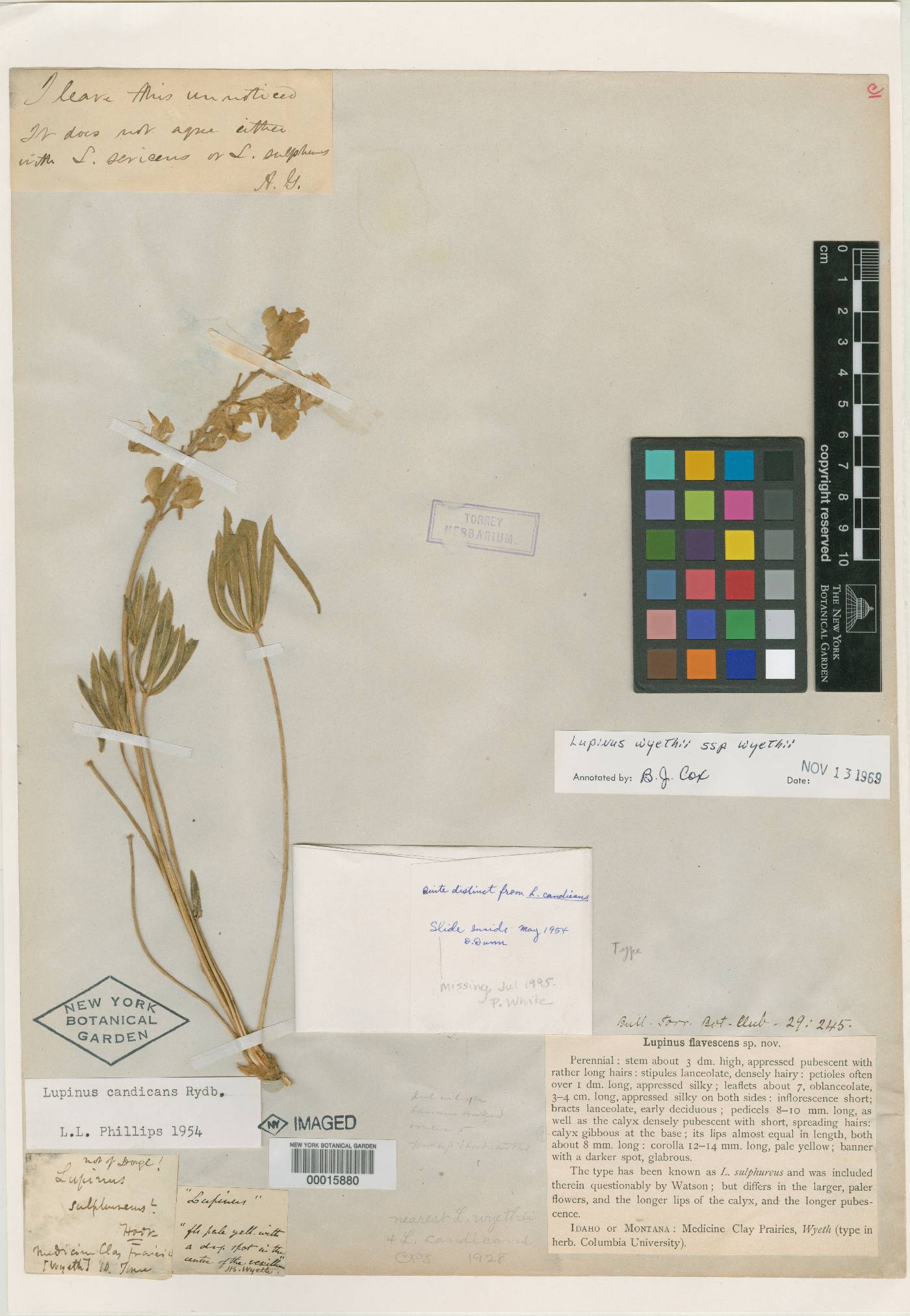 Lupinus flavescens image