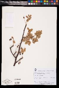 Bursera glabrifolia image