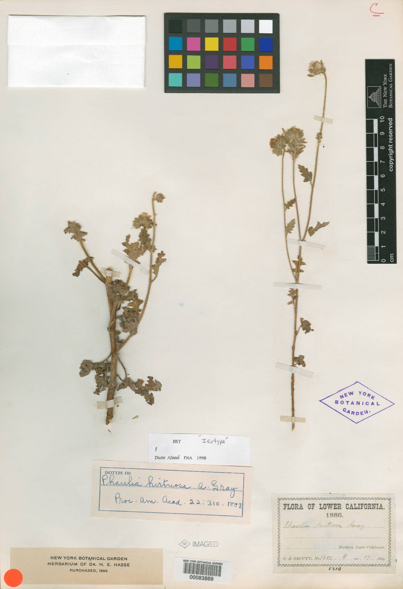 Phacelia hirtuosa image