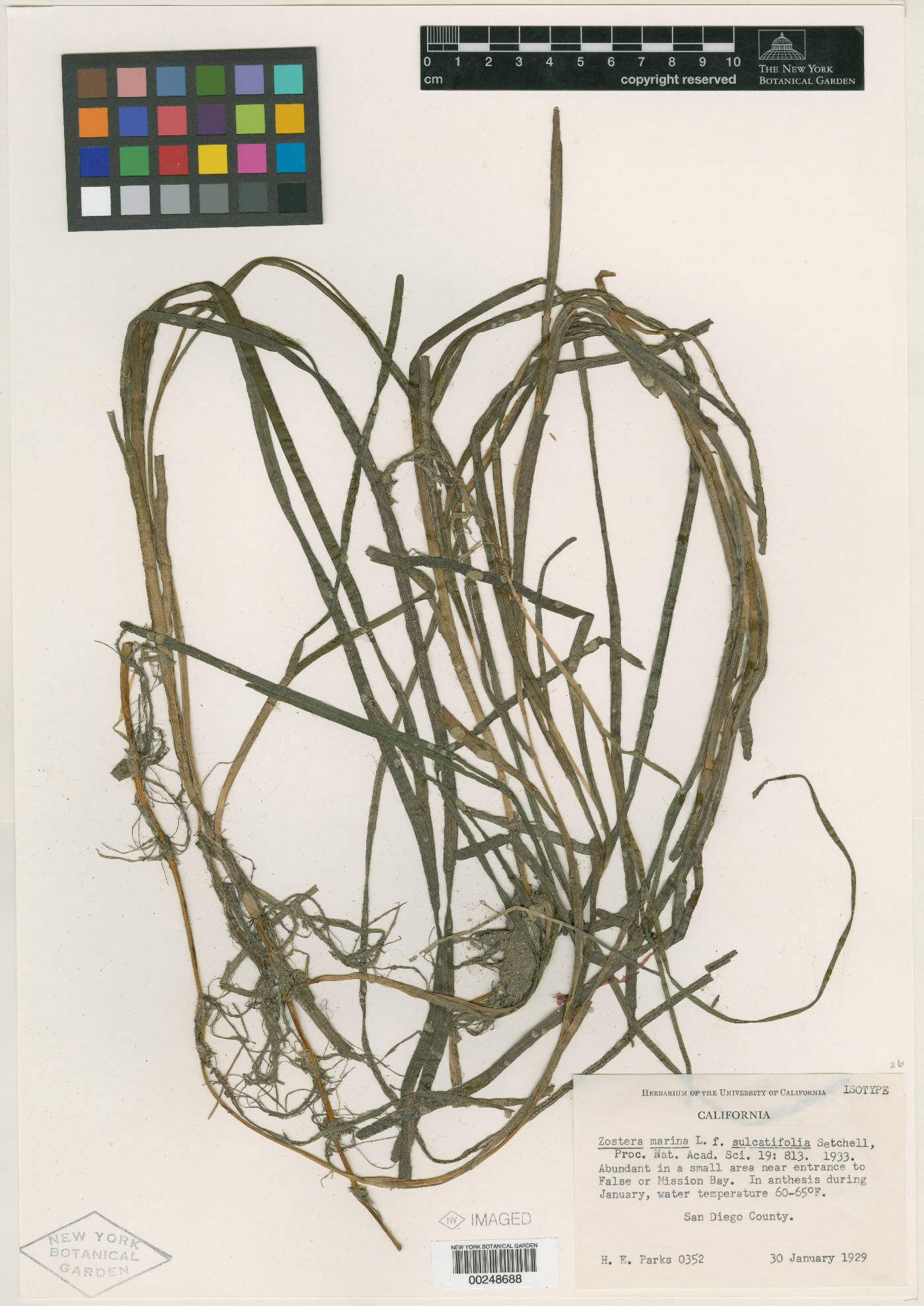 Zostera marina f. sulcatifolia image