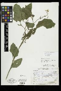 Image Associated With the Occurence