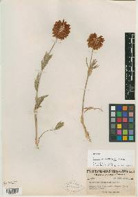 Trifolium thompsonii image
