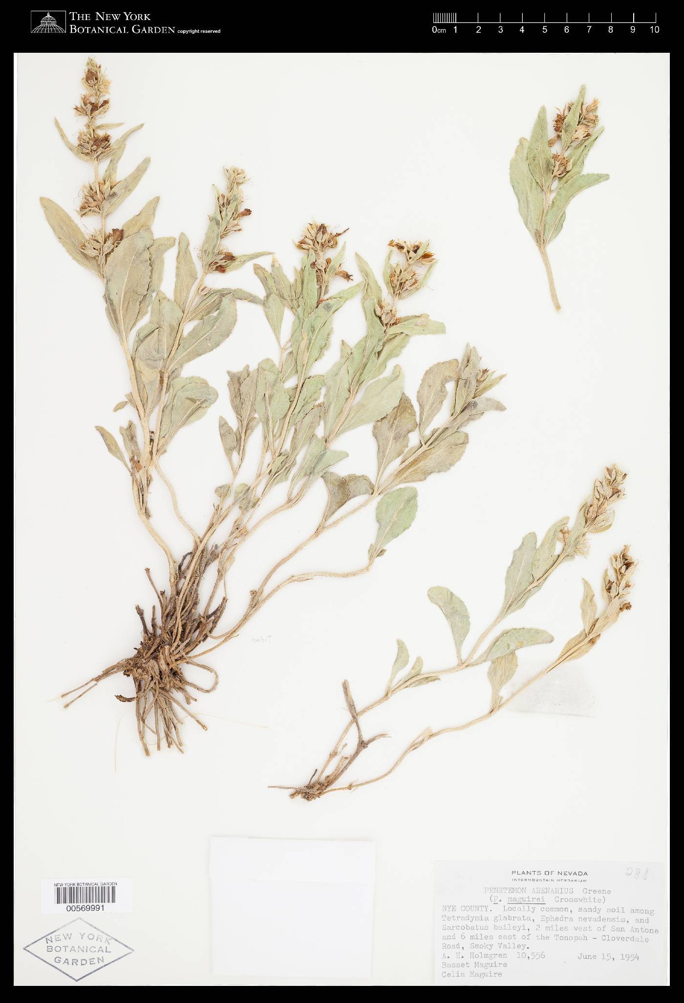 Penstemon arenarius image