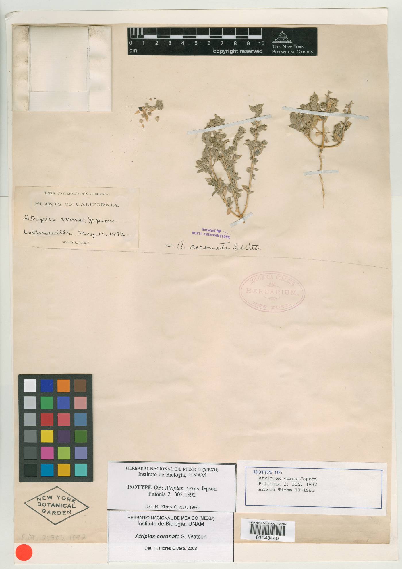 Atriplex verna image