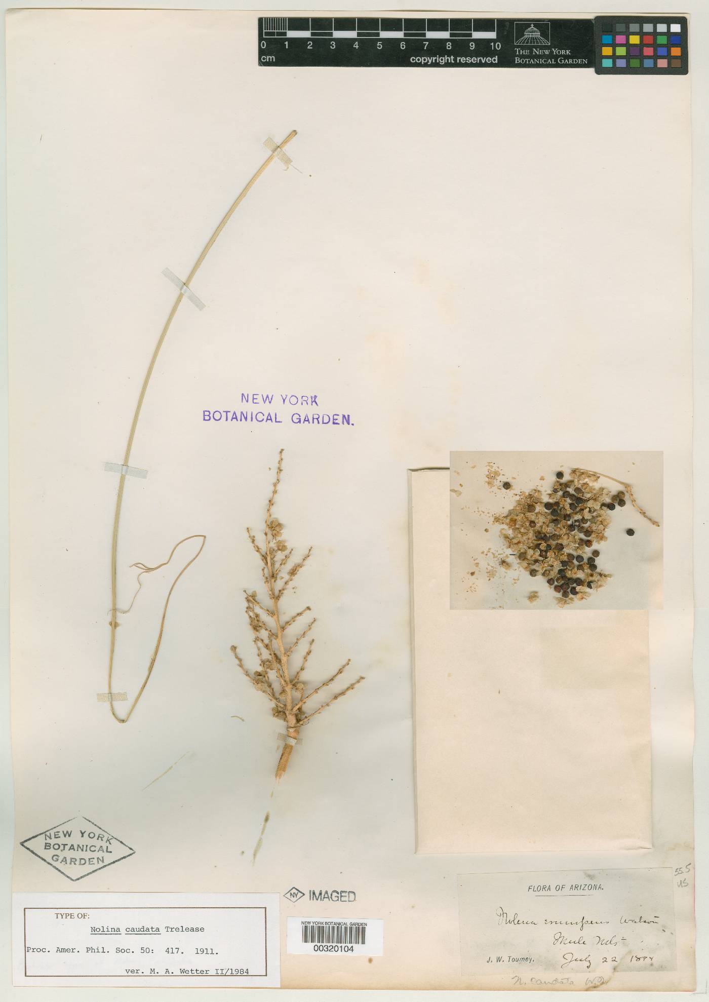 Nolina caudata image