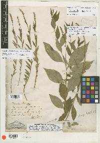 Polygala senega var. latifolia image