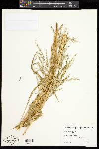 Panicum elephantipes image