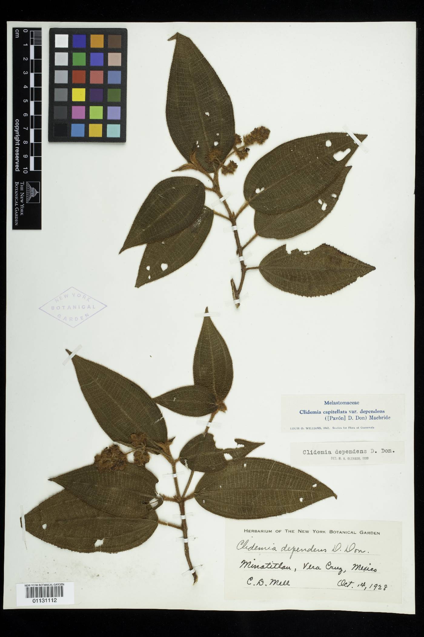 Miconia dependens image