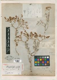 Eriogonum corymbosum var. corymbosum image