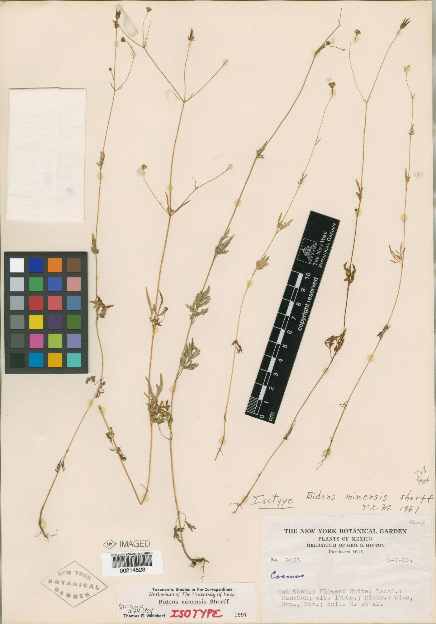 Bidens minensis image