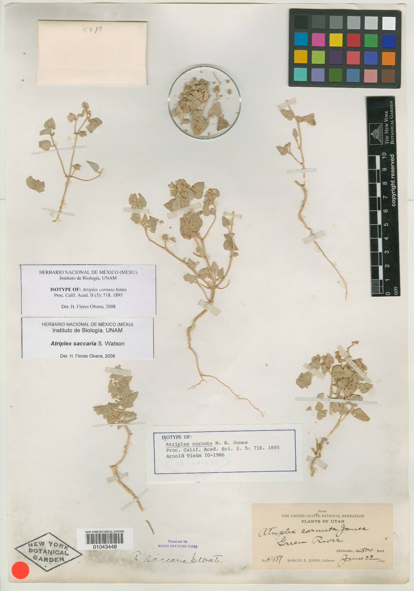 Atriplex cornuta image