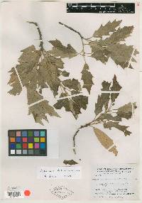 Quercus x inconstans image