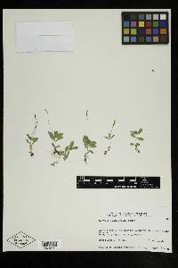 Erythranthe primuloides image