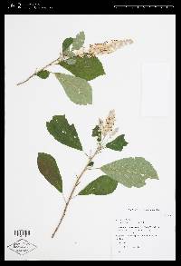 Clethra alnifolia image