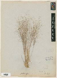 Muhlenbergia torreyi image