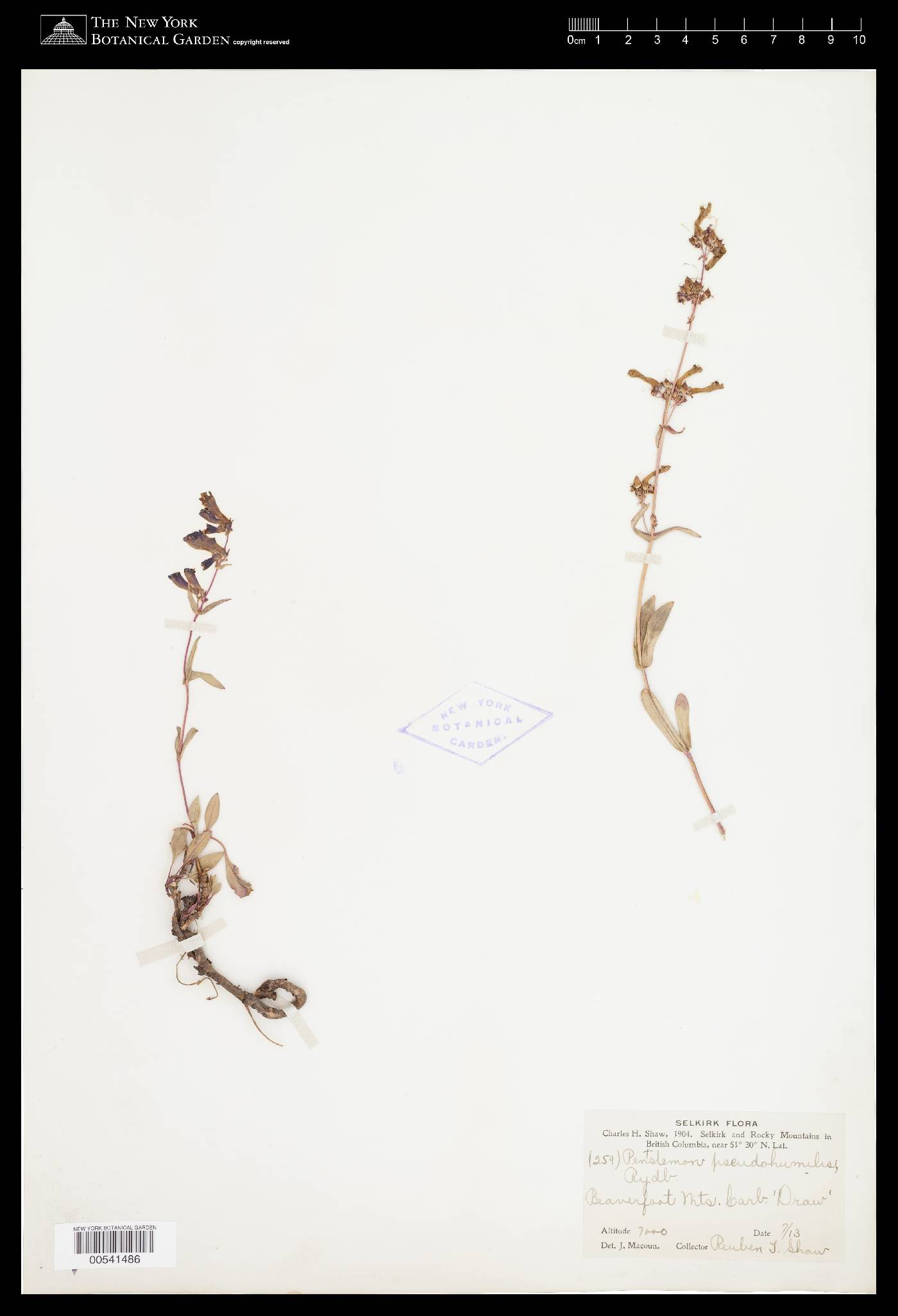 Penstemon albertinus image