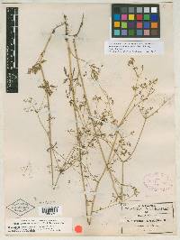 Museniopsis biennis image