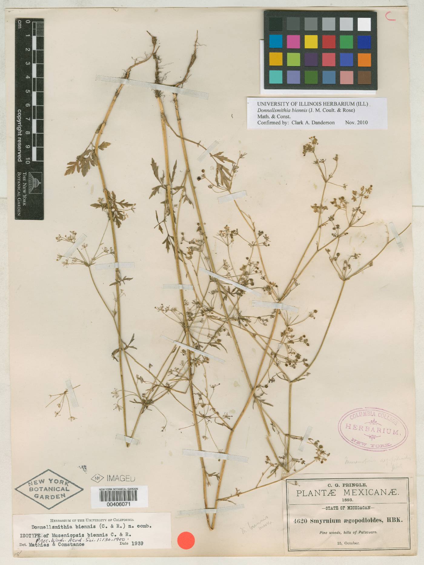 Museniopsis biennis image