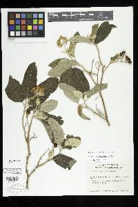 Solanum donianum image