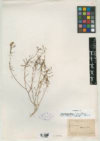 Oenothera deserti image