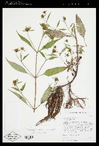 Bidens connata image