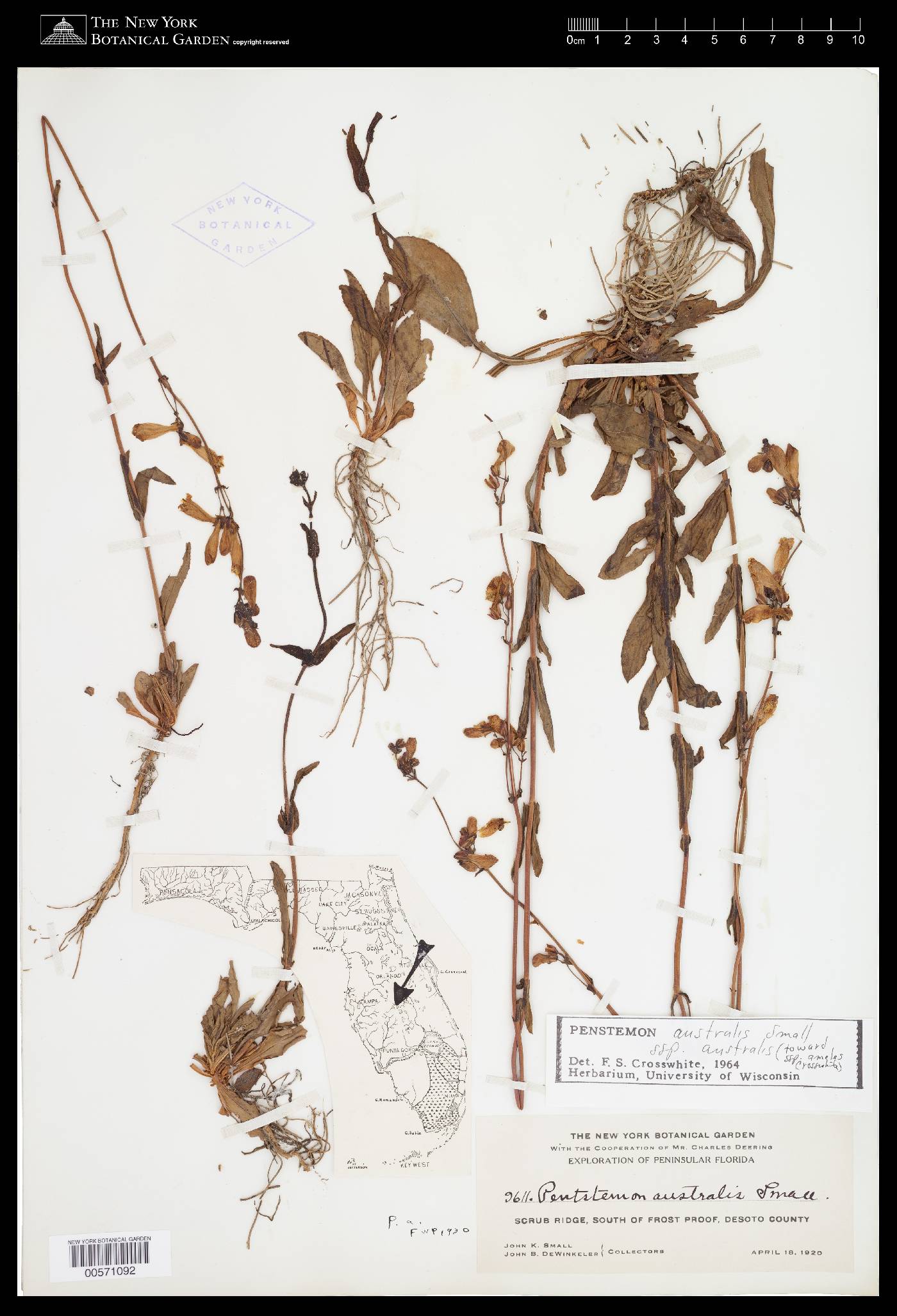 Penstemon australis subsp. australis image