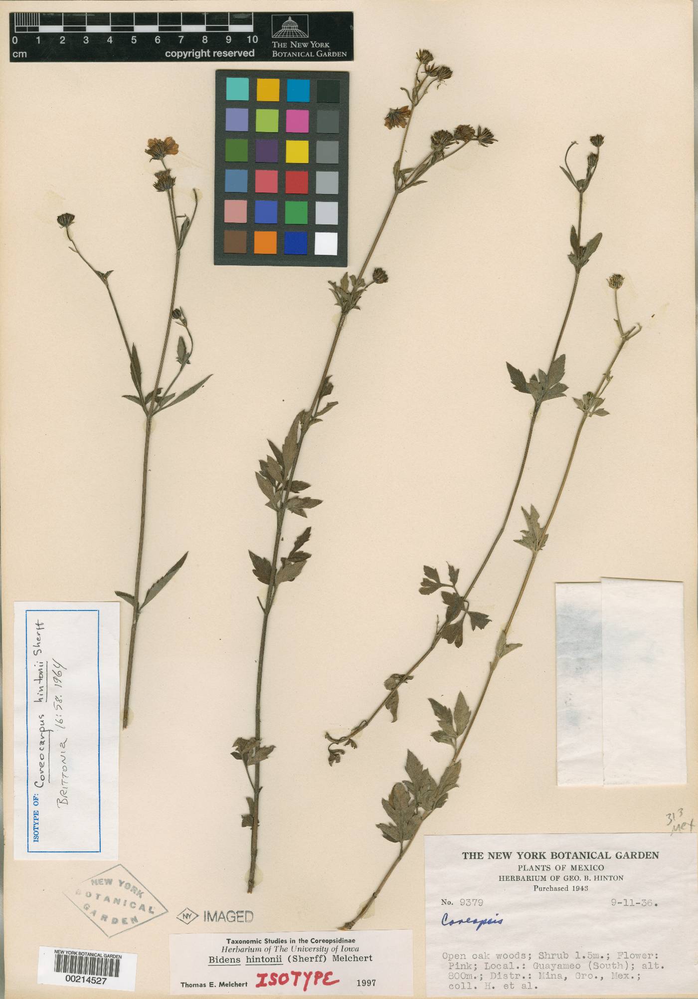 Bidens hintonii image