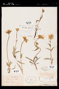 Arnica angustifolia image