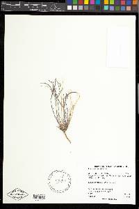 Arabis microphylla image
