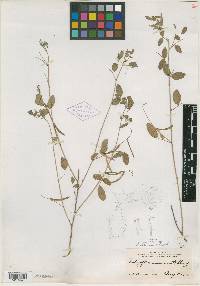 Indigofera trita image