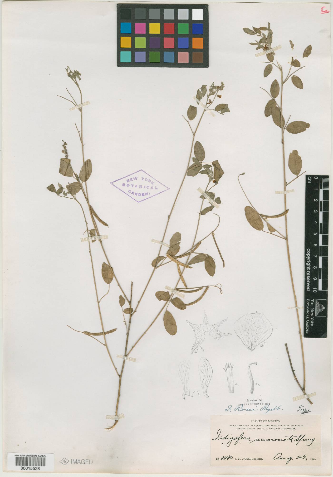 Indigofera trita image