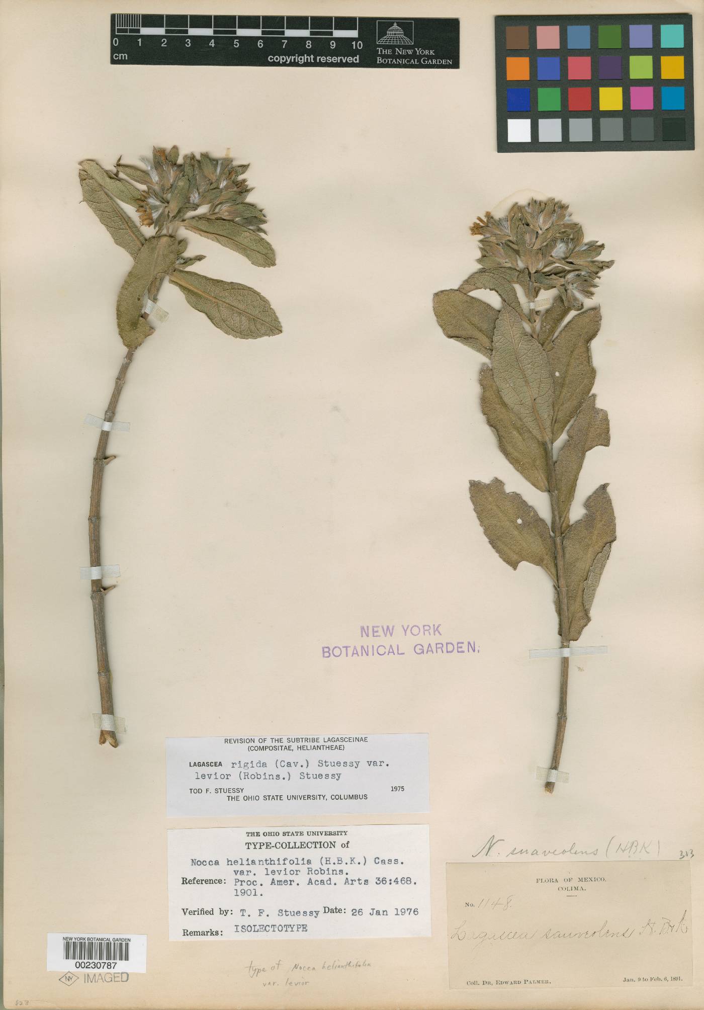 Lagascea helianthifolia var. levior image