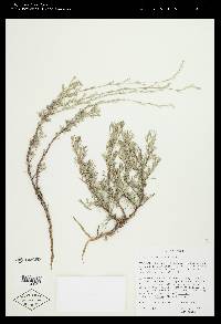 Artemisia tripartita image