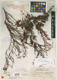 Dentoceras myriophylla image