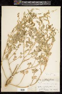 Ambrosia acanthicarpa image