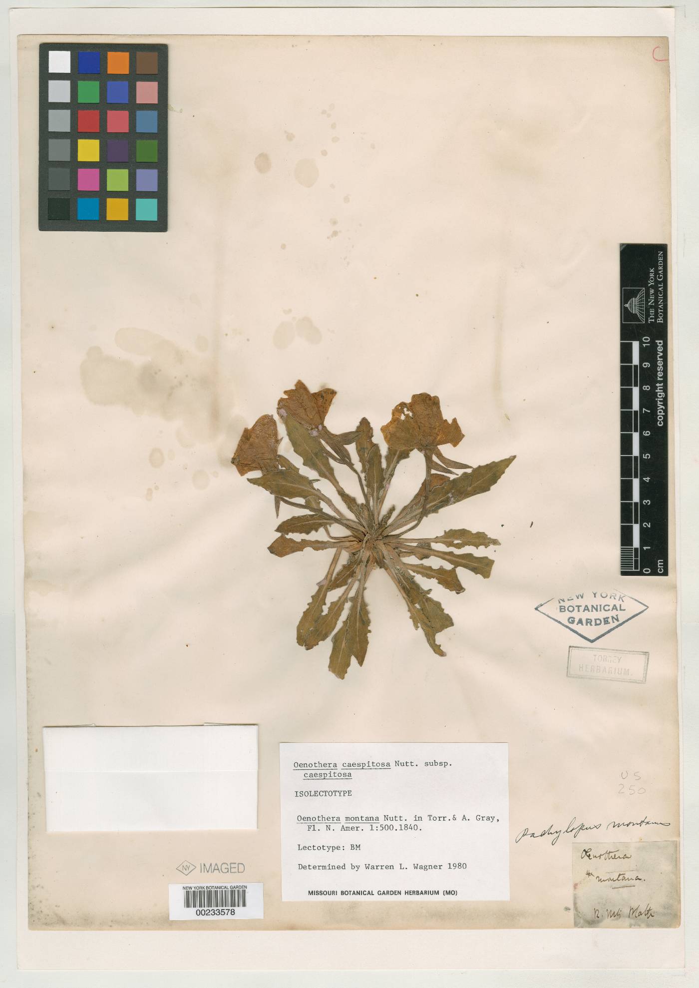 Oenothera montana image