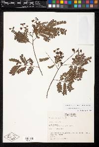 Mimosa leptocarpa image