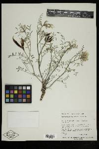 Astragalus columbianus image