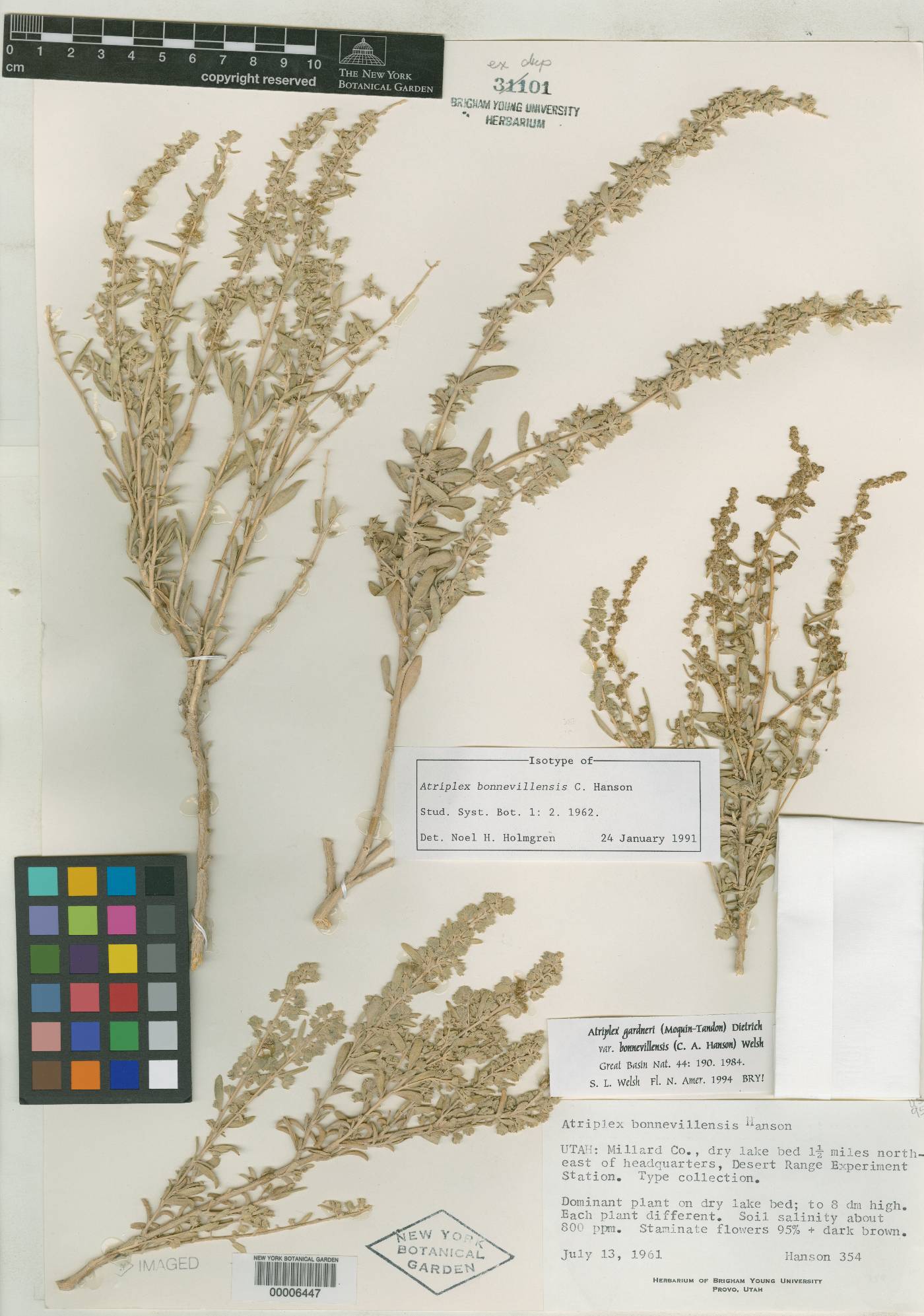 Atriplex bonnevillensis image