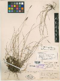 Carex scirpoidea var. convoluta image